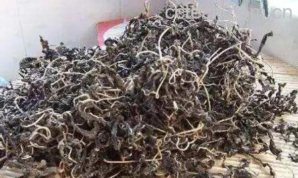 干芝麻叶的功效与作用-1