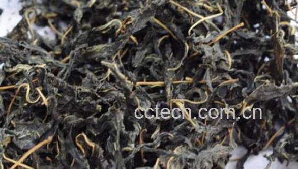 芝麻叶泡水的功效与作用-0