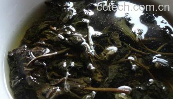 芝麻叶泡水的功效与作用-1