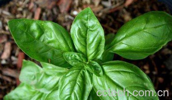 九层塔是什么菜 九层塔菜怎么吃-1