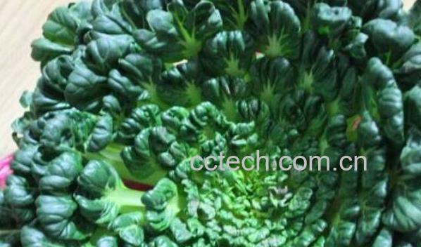  塔菜的营养价值及功效-0