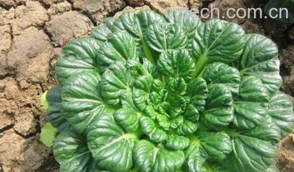 乌塌菜的功效与作用-0