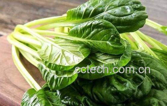 乌塌菜的功效与作用-1