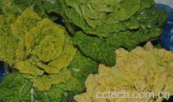 黄心菜的功效与作用-0