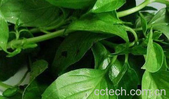 九层塔的功效与作用及食用禁忌-1