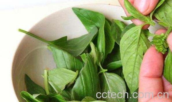 九层塔的功效与作用及食用禁忌-0