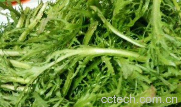 苦菊怎么做好吃 苦菊的家常做法-1