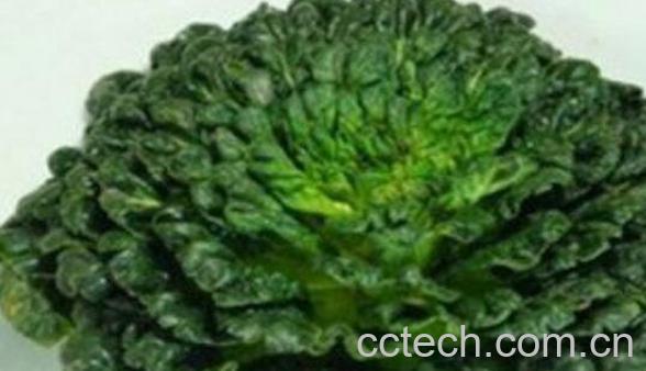 塔菜能生吃吗 塔菜怎么做-0