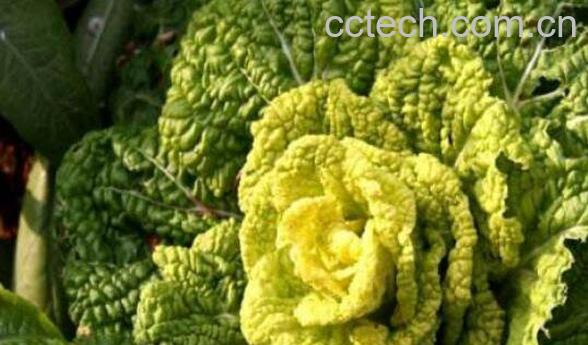 黄心菜怎么种植 黄心菜的种植时间和方法-1