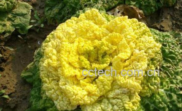 黄心菜怎么做 黄心菜的做法大全-0