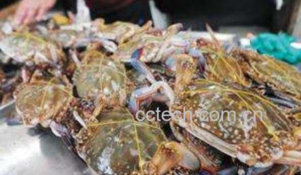 活螃蟹怎么保存 活螃蟹如何保鲜-1