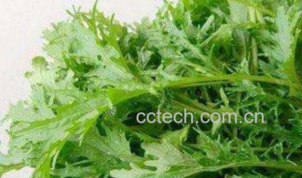 雪里蕻是什么菜 雪里蕻的家常做法-0