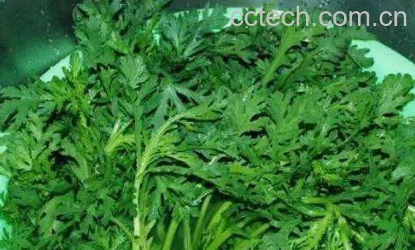 雪里蕻是什么菜 雪里蕻的家常做法-1