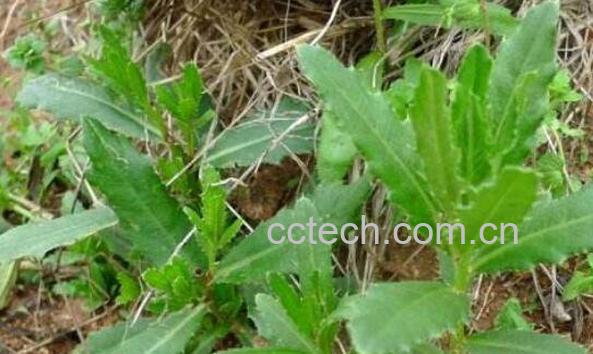 刺儿菜怎么吃 刺儿菜的功效与作用-0