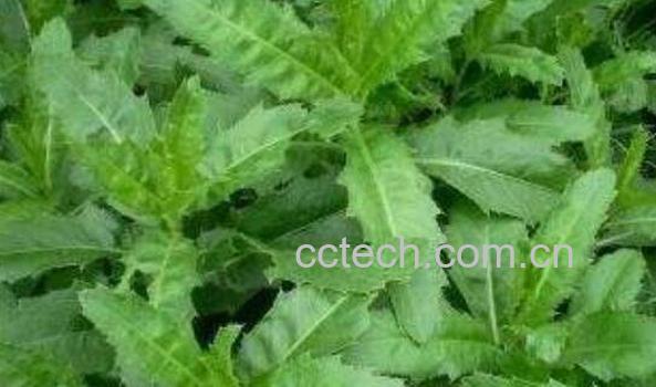 刺儿菜怎么吃 刺儿菜的功效与作用-1