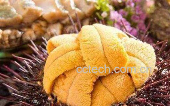 活海胆怎么保存 活海胆怎么吃-1