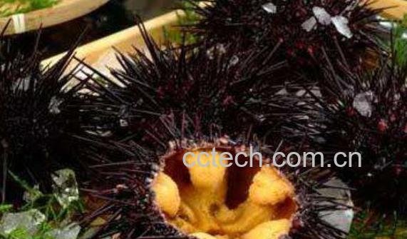 海胆的营养价值 吃海胆的功效作用-1