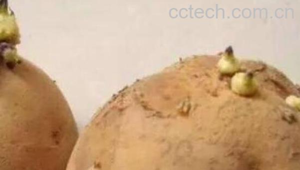 发芽的土豆怎么处理 吃了发芽土豆怎么解毒-0