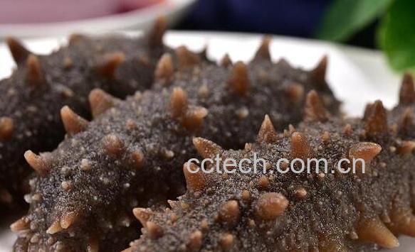 干海参如何泡发 干海参怎么泡发最好-0