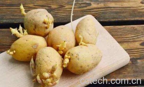 土豆发芽了还能吃吗 吃发芽土豆的危害-1