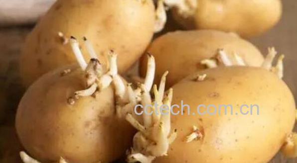土豆发芽了还能吃吗 吃发芽土豆的危害-0