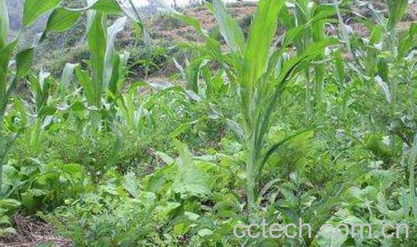 魔芋长什么样子的图片 什么人不能吃魔芋-1