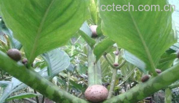 魔芋长什么样子的图片 什么人不能吃魔芋-0