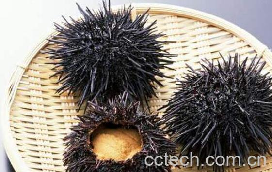 海胆怎么吃图解 海胆的正确吃法-0