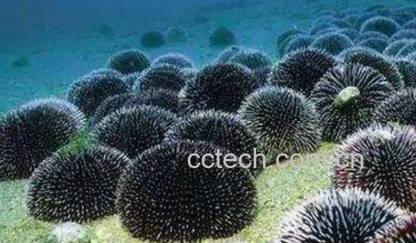 海胆怎么吃图解 海胆的正确吃法-1