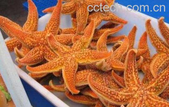 干海星的功效与作用-1