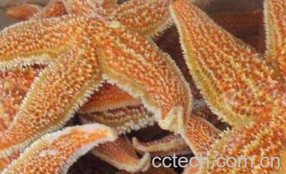 干海星的功效与作用-0