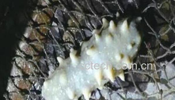 白玉参怎么做好吃 白玉参有什么营养 -0