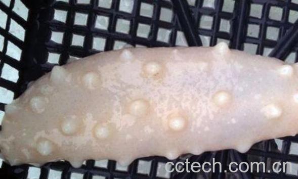 白玉参怎么做好吃 白玉参有什么营养 -1