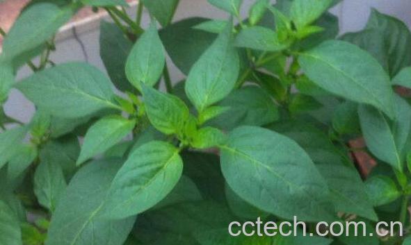 辣椒叶怎么腌制好吃 辣椒叶咸菜的做法大全-0