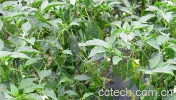 辣椒叶怎么腌制好吃 辣椒叶咸菜的做法大全-1