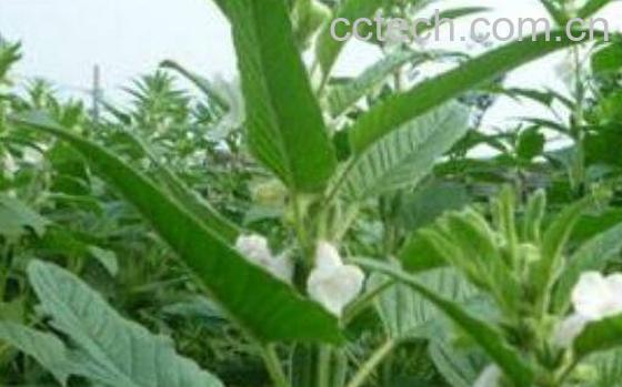 芝麻叶洗头的功效与作用 芝麻叶怎么洗头-1