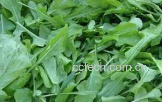 芝麻叶洗头的功效与作用 芝麻叶怎么洗头-0