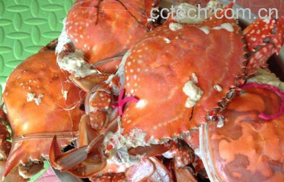  水煮螃蟹如何做 吃水煮螃蟹的注意事项-1