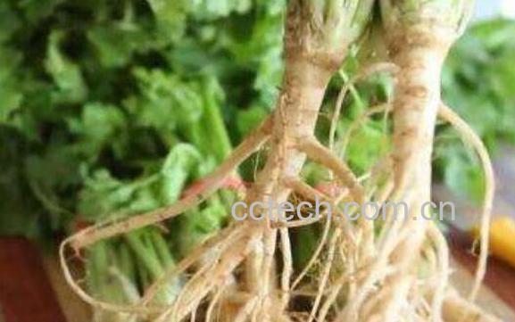 用香菜根煮水喝的功效 香菜根煮水擦脸的功效-1