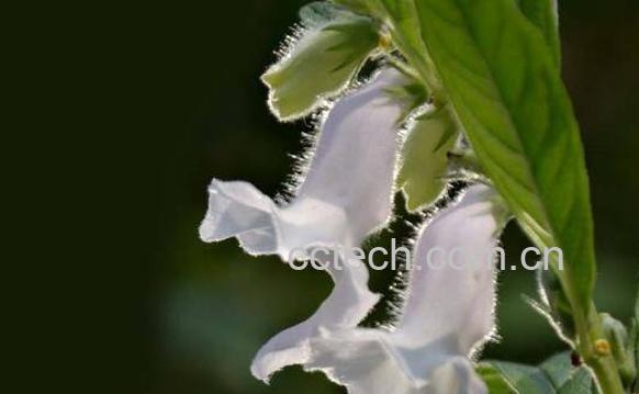 芝麻花的神奇功效-0