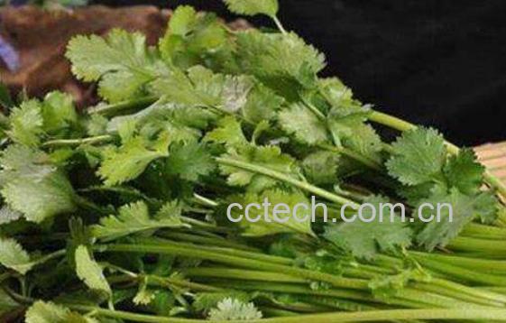 香菜煮水的功效与作用 香菜煮水的禁忌-0