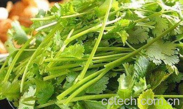 香菜煮水的功效与作用 香菜煮水的禁忌-1