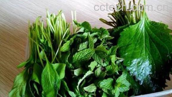 芝麻叶泡水功效与作用-0