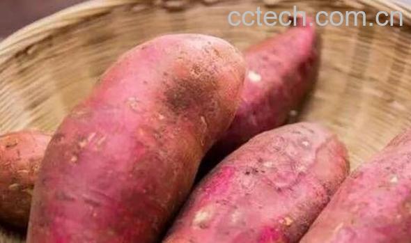 红薯不能和什么一起吃 吃红薯的禁忌-0