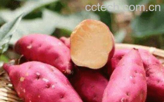 红薯不能和什么一起吃 吃红薯的禁忌-1