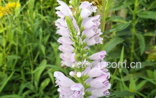 白芝麻花的功效与作用-0