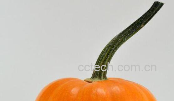 南瓜把的功效与作用-0