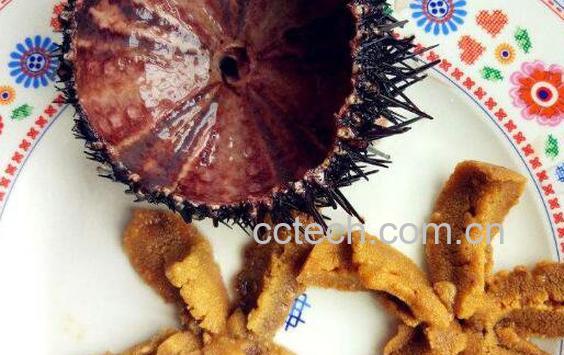 新鲜的海胆怎么处理 海胆怎么去内脏-1