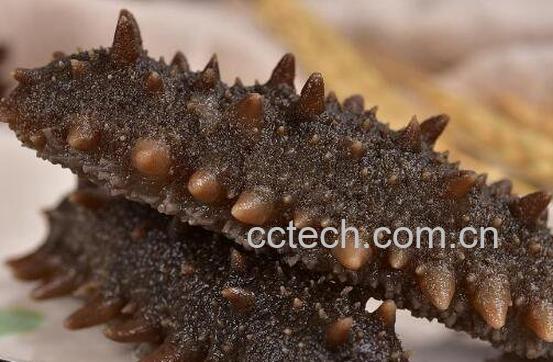 即食海参怎么吃 即食海参最简单的吃法-0