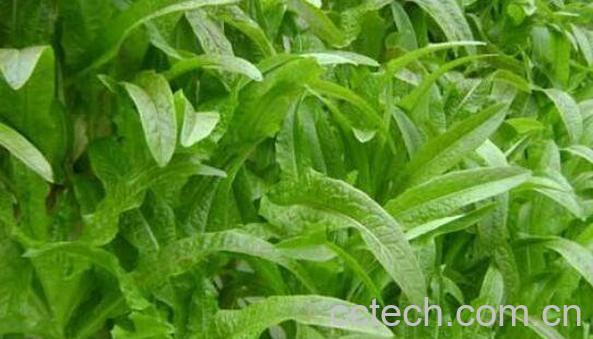 莴笋怎么种植 莴笋的种植时间和方法-1